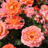 3x Grootbloemige roos Rosa Augusta Luise ® Oranje-Roze - Bare rooted - Winterhard - Grootbloemige rozen