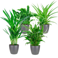 4x Luchtzuiverende kamerplanten - Mix incl. 4x sierpotten antraciet - Binnenplanten in sierpot