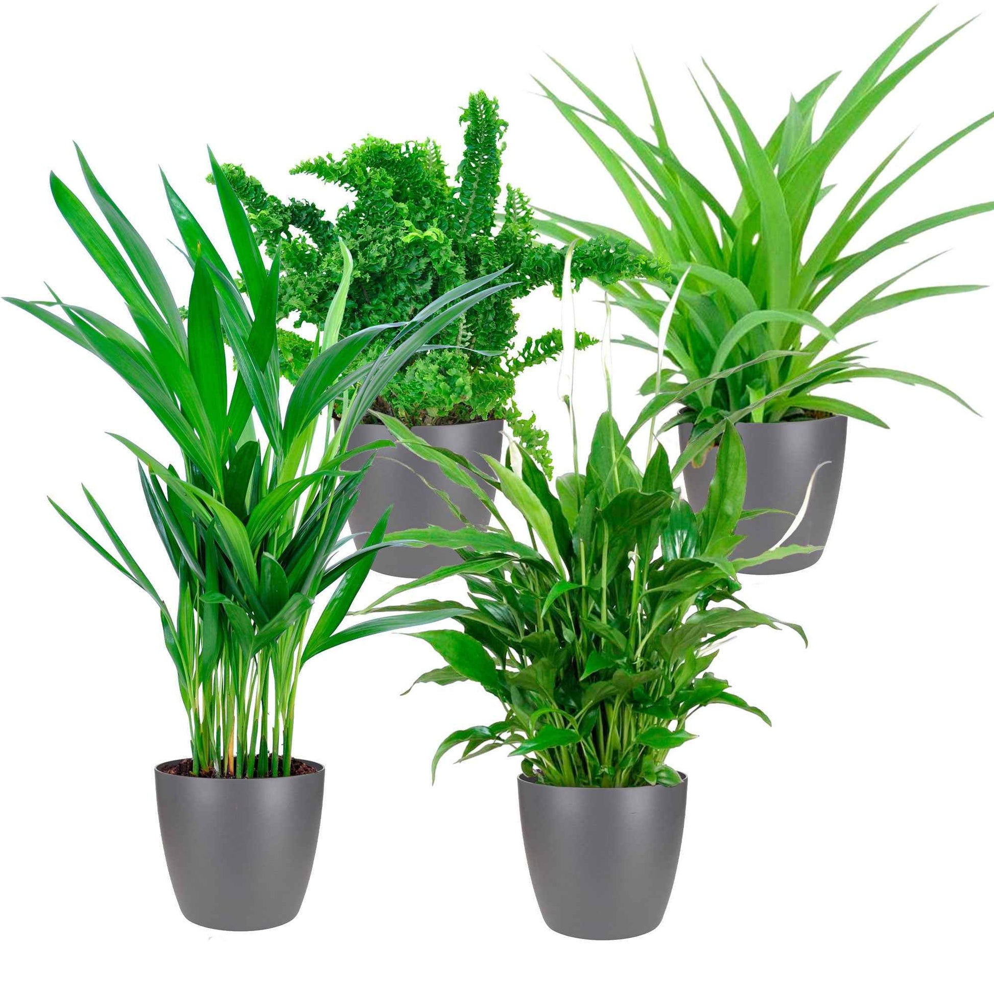 4x Luchtzuiverende kamerplanten - Mix incl. 4x sierpotten antraciet - Kamerplanten
