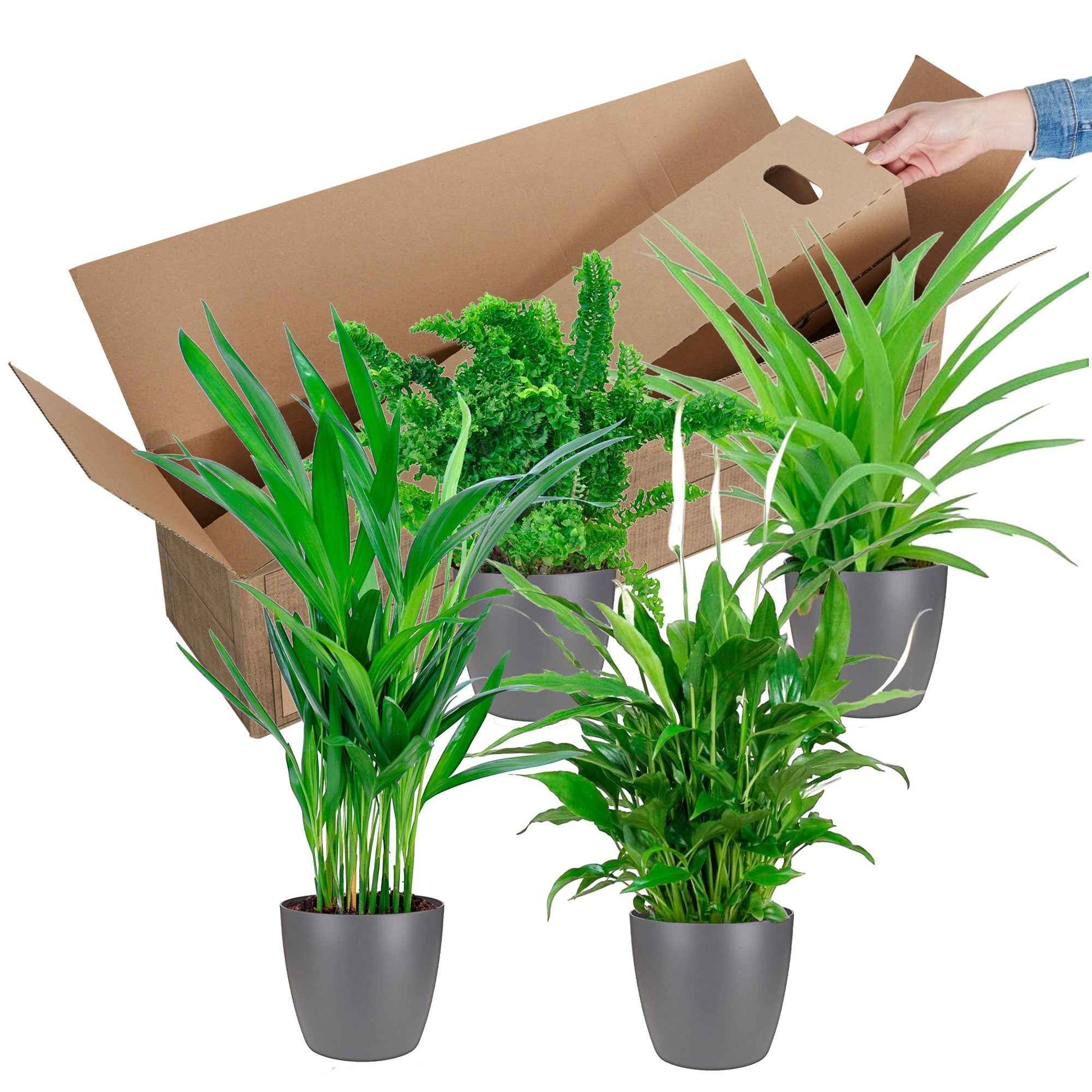 4x Luchtzuiverende kamerplanten - Mix incl. 4x sierpotten antraciet - Groene kamerplanten in sierpot