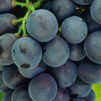 Druif Vitis Venus Blauw - Bio - Fruit