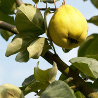 Kweepeer Cydonia Leskovacks - Bio - Winterhard - Fruit