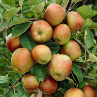 Appelboom Malus domestica Rode Boskoop Wit-Rood-Groen - Bio - Winterhard - Appels