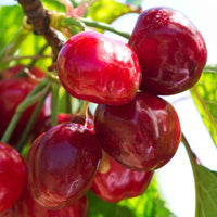 Dwerg kersenboom Prunus avium Regina Groen-Rood-Wit - Bio - Winterhard - Fruit