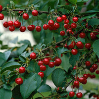 Zure kers Prunus Morellenfeuer Biologisch - Winterhard - Bomen en hagen