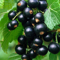 Zwarte aalbes Ribes Little Black Sugar Zwart - Bio - Fruit