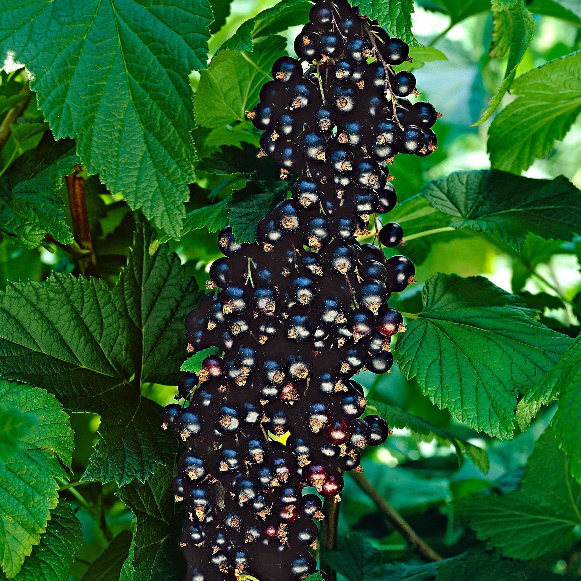 Zwarte aalbes Ribes Little Black Sugar Zwart - Bio - Biologische tuinplanten