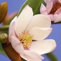 Magnolia Michelia hybride Fairy Magnolia Blush incl. Artstone pot Bola zwart - Winterhard - Heesters