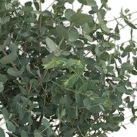 Gomboom Eucalyptus gunnii Azura incl. vierkante rotan mand - Winterhard - Alle buitenplanten in sierpot