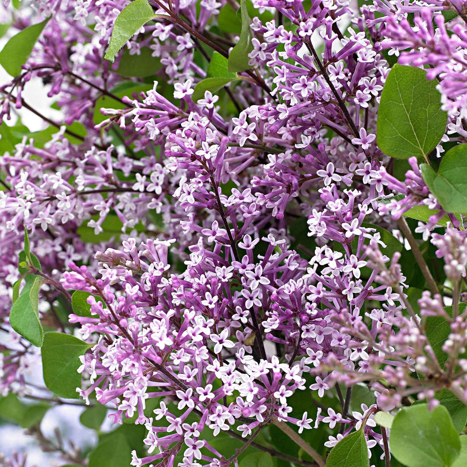 Dwergsering Syringa Bloomerang® Dark Purple Paars incl. sierpot - Winterhard - Bloeiende tuinplanten