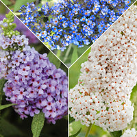 3x Vlinderstruik Buddleja Lilac Turtle + White Swan + Blue Sarah blauw-paars-wit - Winterhard - Alle bloeiende tuinplanten