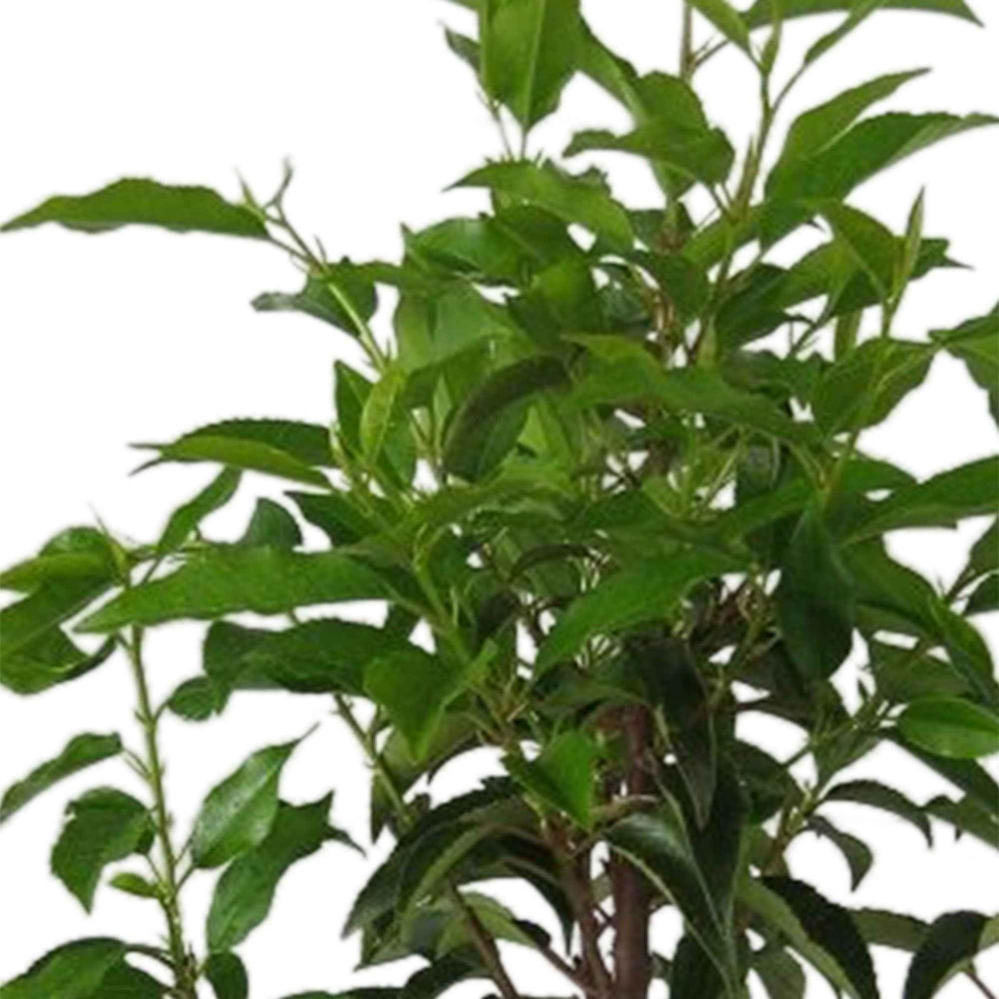 Laurierkers Prunus Novita - Bare rooted - Winterhard - Heesters