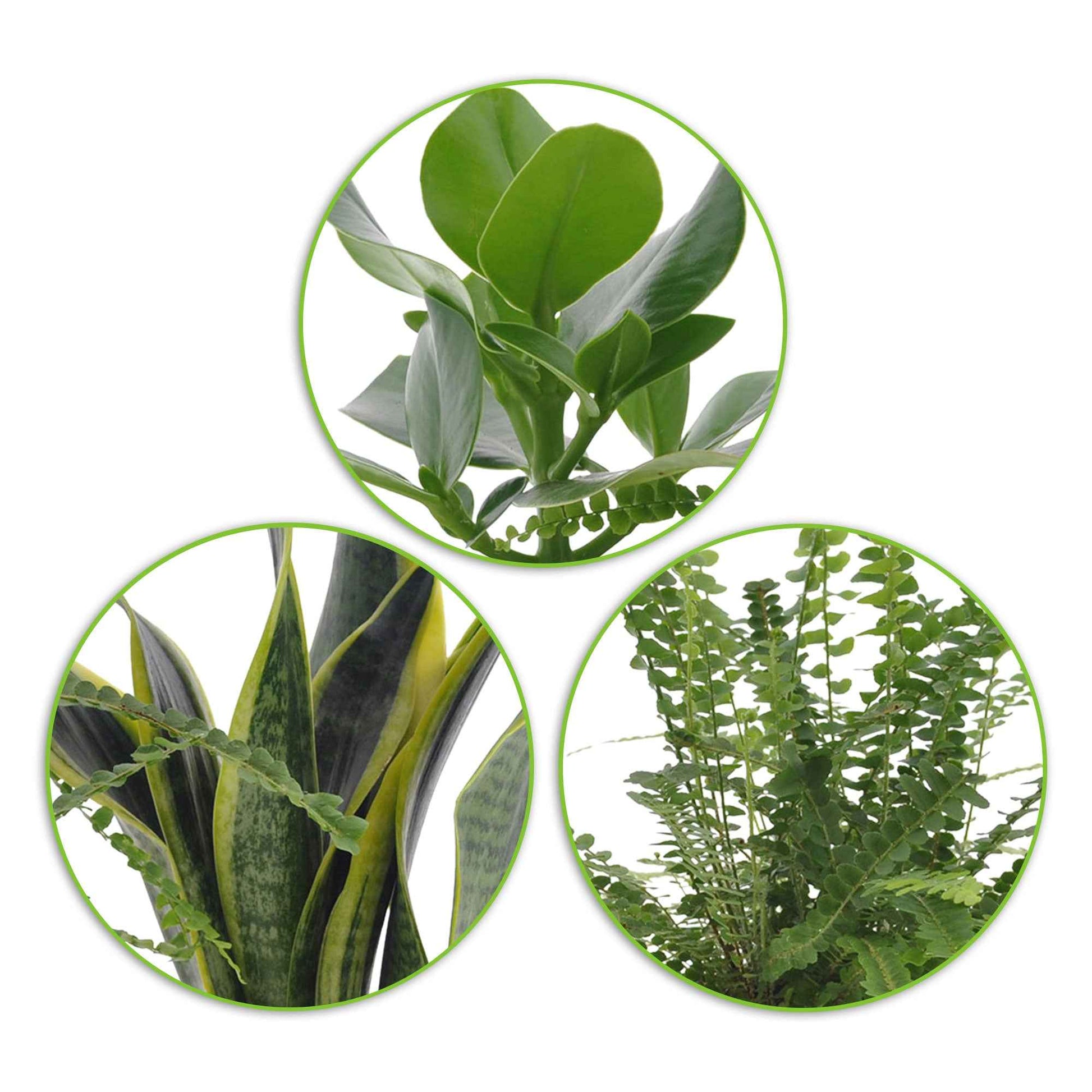 3x Slaapkamerplanten - Mix incl. manden - Groene kamerplanten