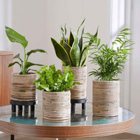 4x Makkelijke kamerplanten - Mix incl. sierpotten - Alle makkelijke kamerplanten