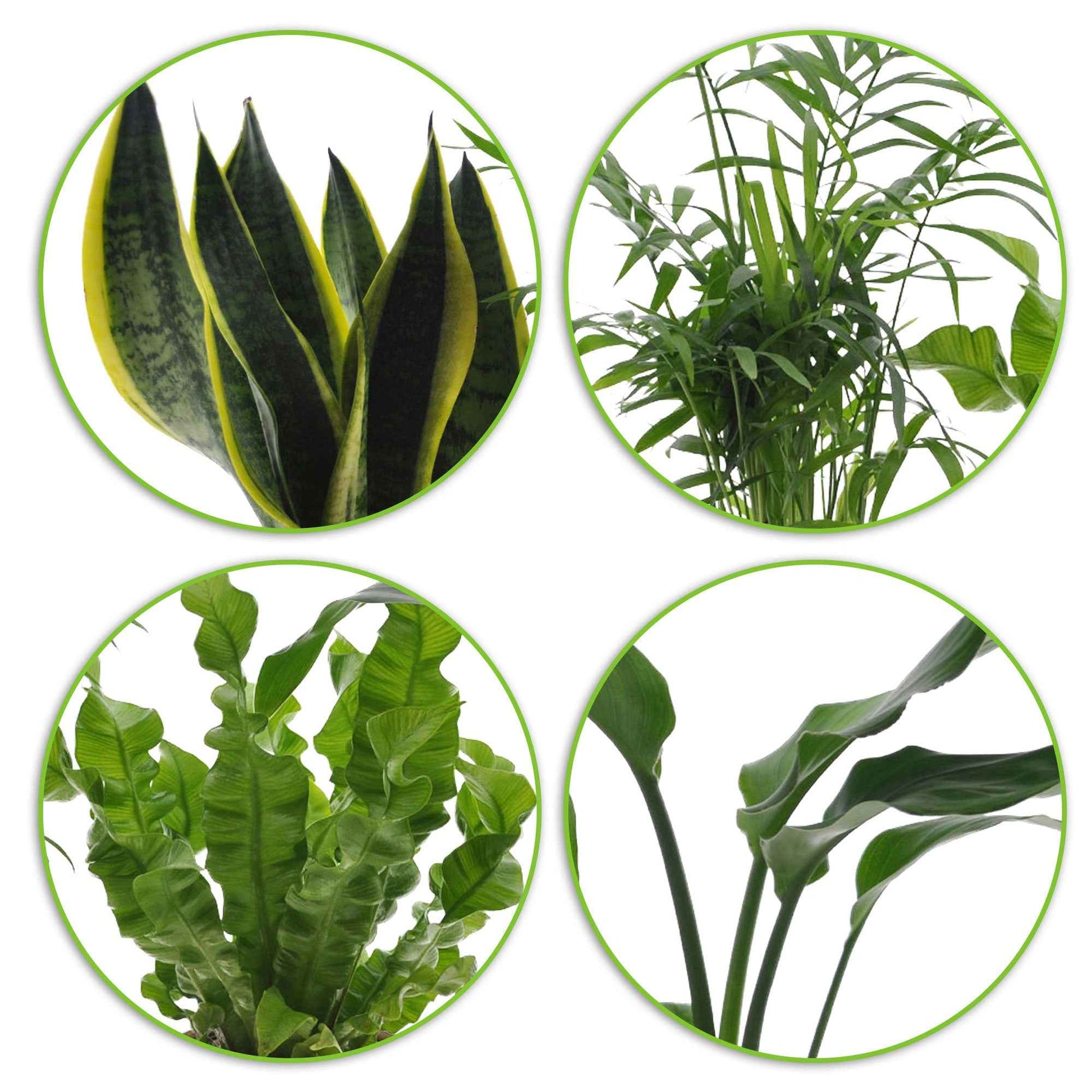 4x Makkelijke kamerplanten - Mix incl. sierpotten - Combinaties en Sets