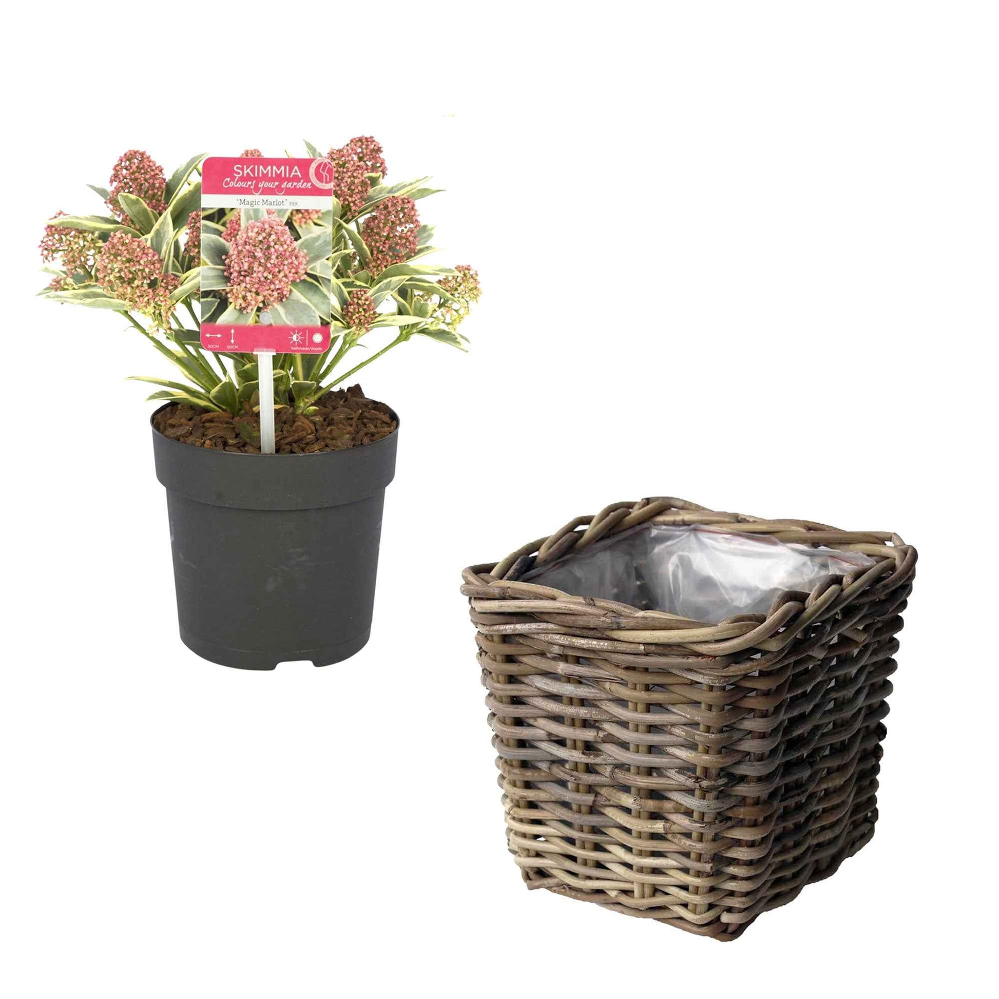 Skimmia japonica Marlot rood-roze incl. mand - Winterhard - Buitenplant in pot cadeau