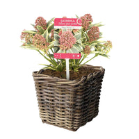 Skimmia japonica Marlot rood-roze incl. mand - Winterhard - Cadeau idee