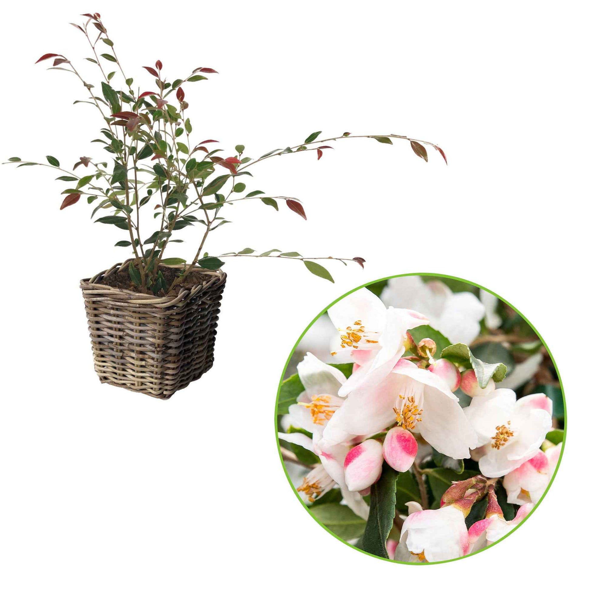 Japanse roos Camellia Cupido wit incl. mand - Winterhard - Bloeiende heesters
