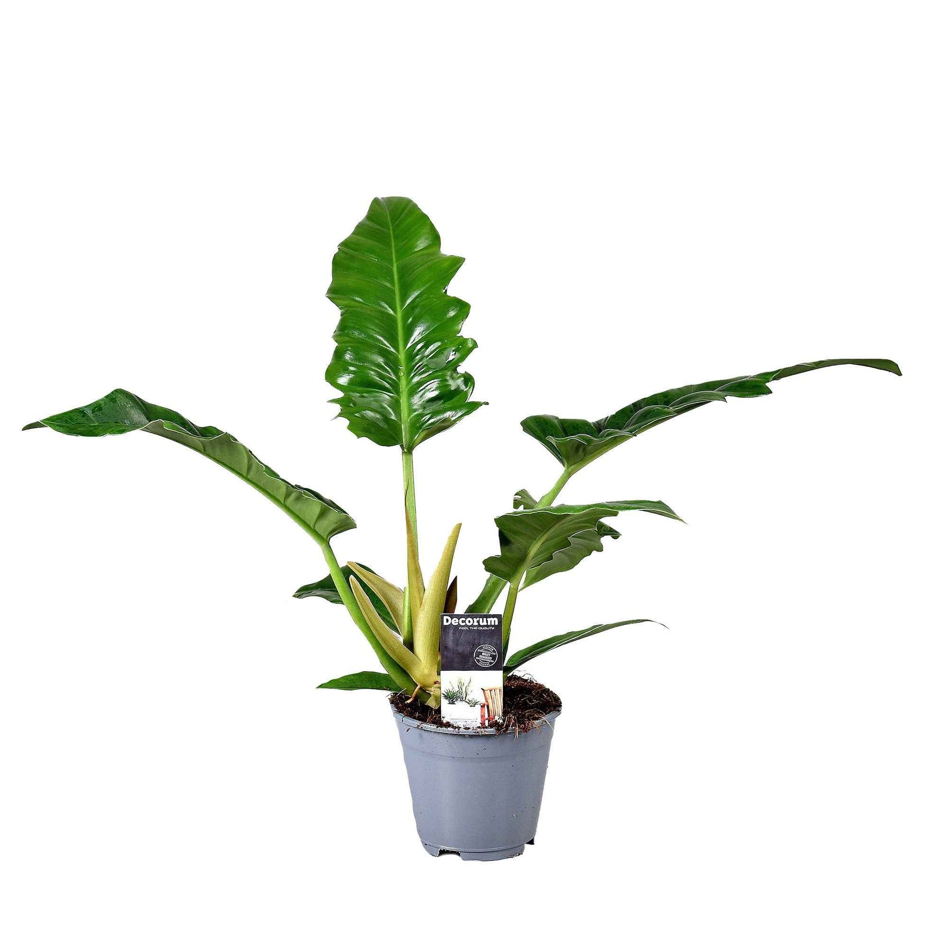 Philodendron Narrow - Alle makkelijke kamerplanten