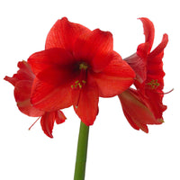 2x Wax Amaryllis Hippeastrum Kolibri rood-wit - Alle bloembollen