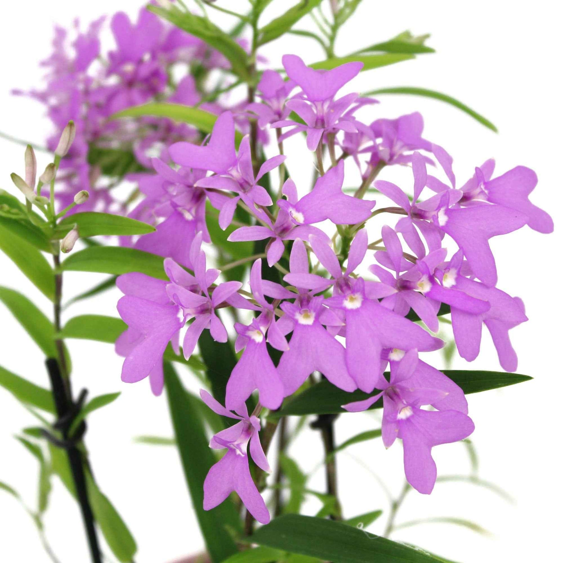 Orchidee Epidendrum Panama Paars incl. sierpot - Diervriendelijke kamerplanten