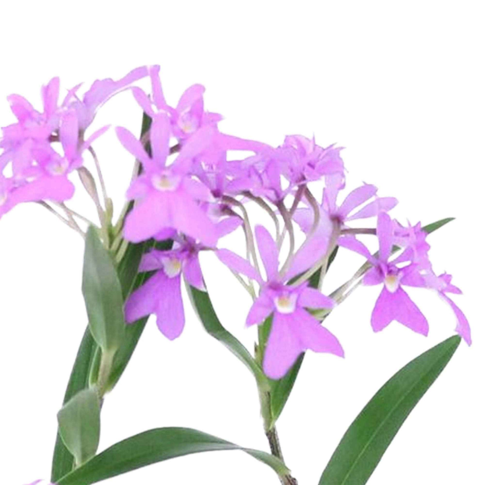 Orchidee Epidendrum Panama Paars incl. sierpot - Bloeiende kamerplanten