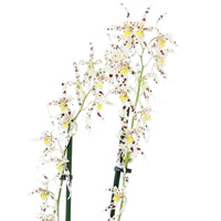 Orchidee Odontoglossum naevium Paars-Wit - Bloeiende kamerplanten