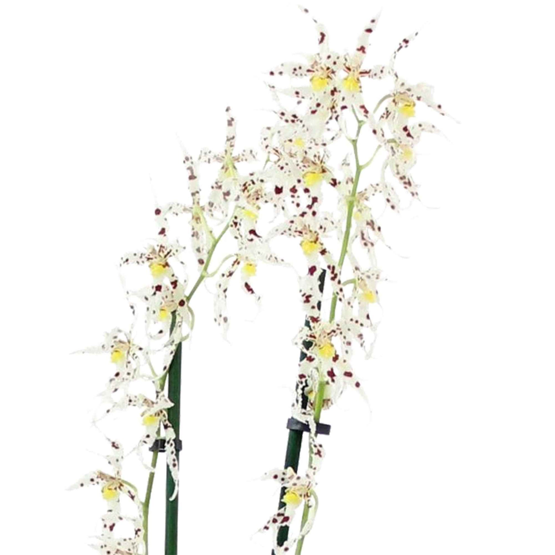 Orchidee Odontoglossum naevium Paars-Wit - Huiskamerplanten