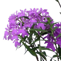 Orchidee Epidendrum Panama Paars - Bloeiende kamerplanten