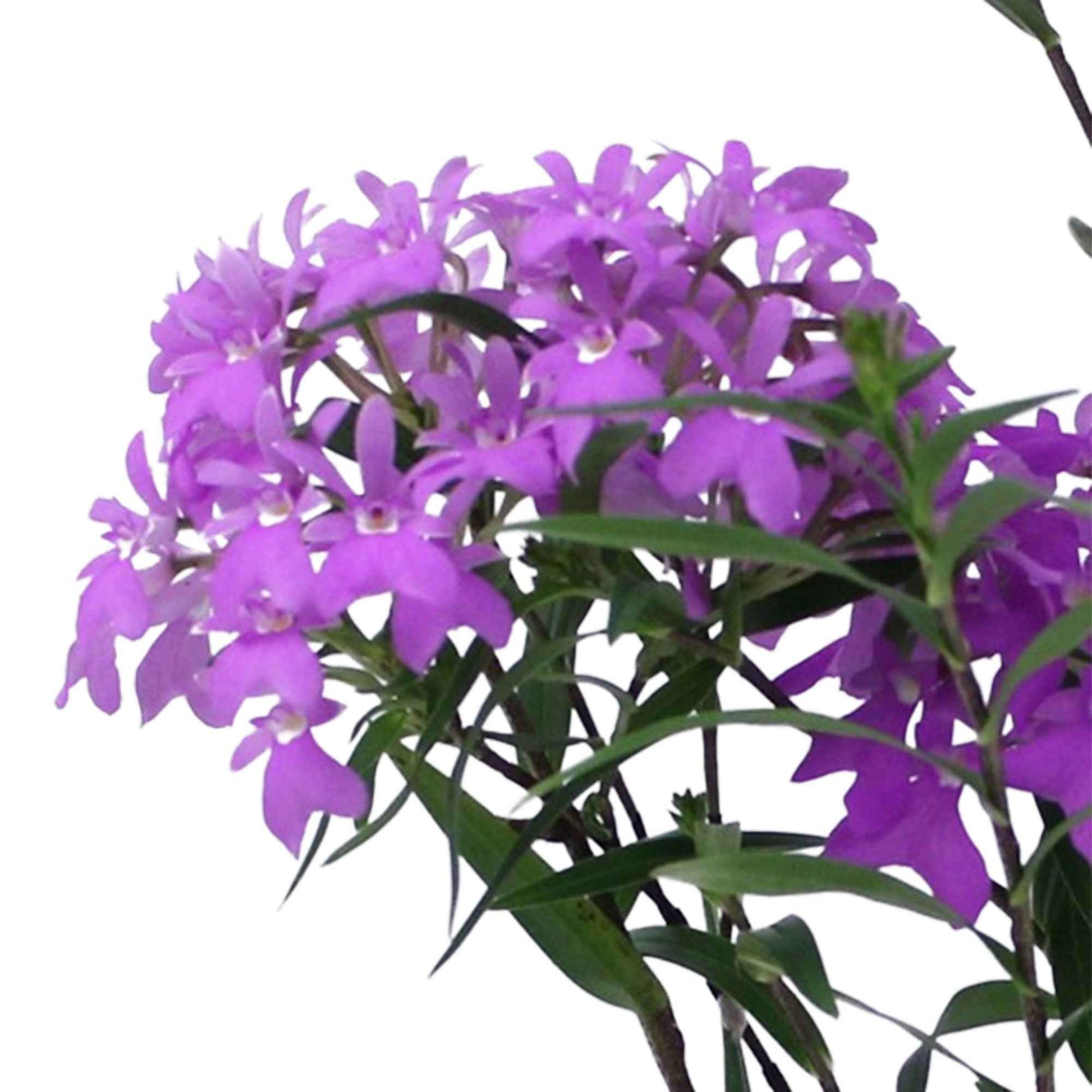 Orchidee Epidendrum Panama Paars - Diervriendelijke kamerplanten