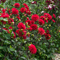 3x Dahlia Garden Wonder rood - Alle bloembollen