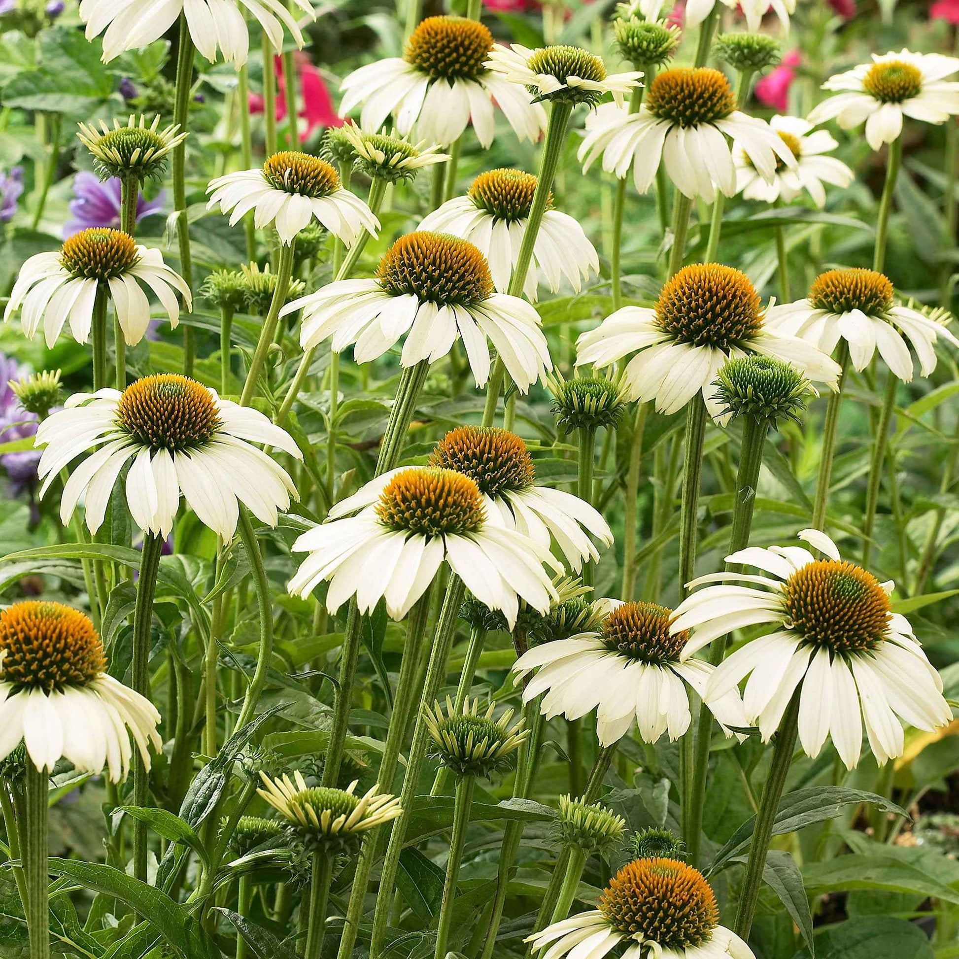 Zonnehoed Alaska - Bloeiende vaste tuinplanten