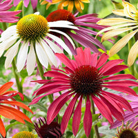 2x Echinacea + 1x Rudbeckia - Mix Flower Power paars-wit-geel - Bare rooted - Winterhard - Bloeiende vaste tuinplanten