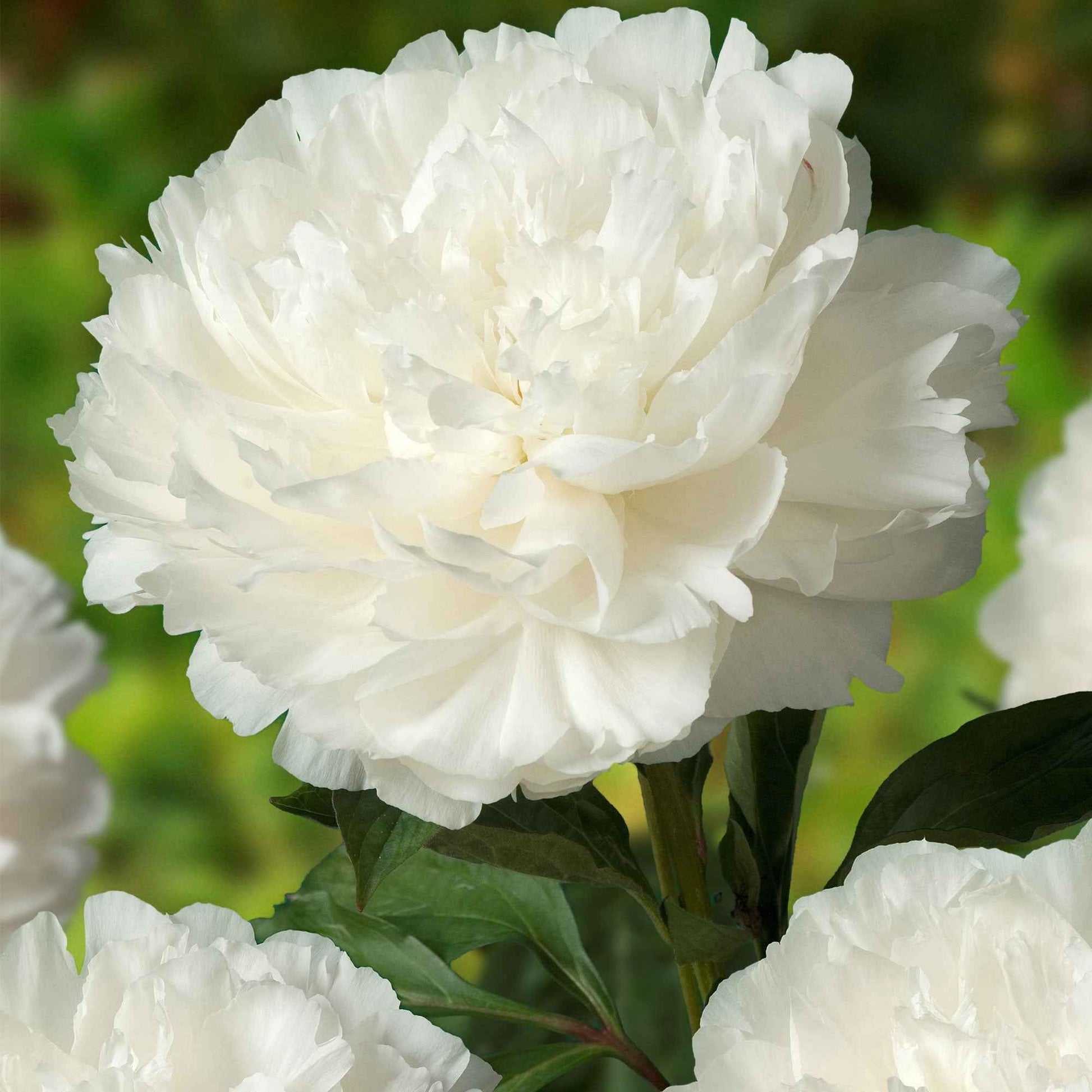 Pioenroos Paeonia White Sarah wit - Bare rooted - Winterhard - Alle vaste tuinplanten