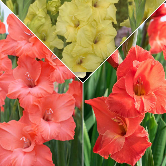 15x Gladiool Gladiolus - Mix Hot Spanish Sun oranje-rood-geel - Alle bloembollen