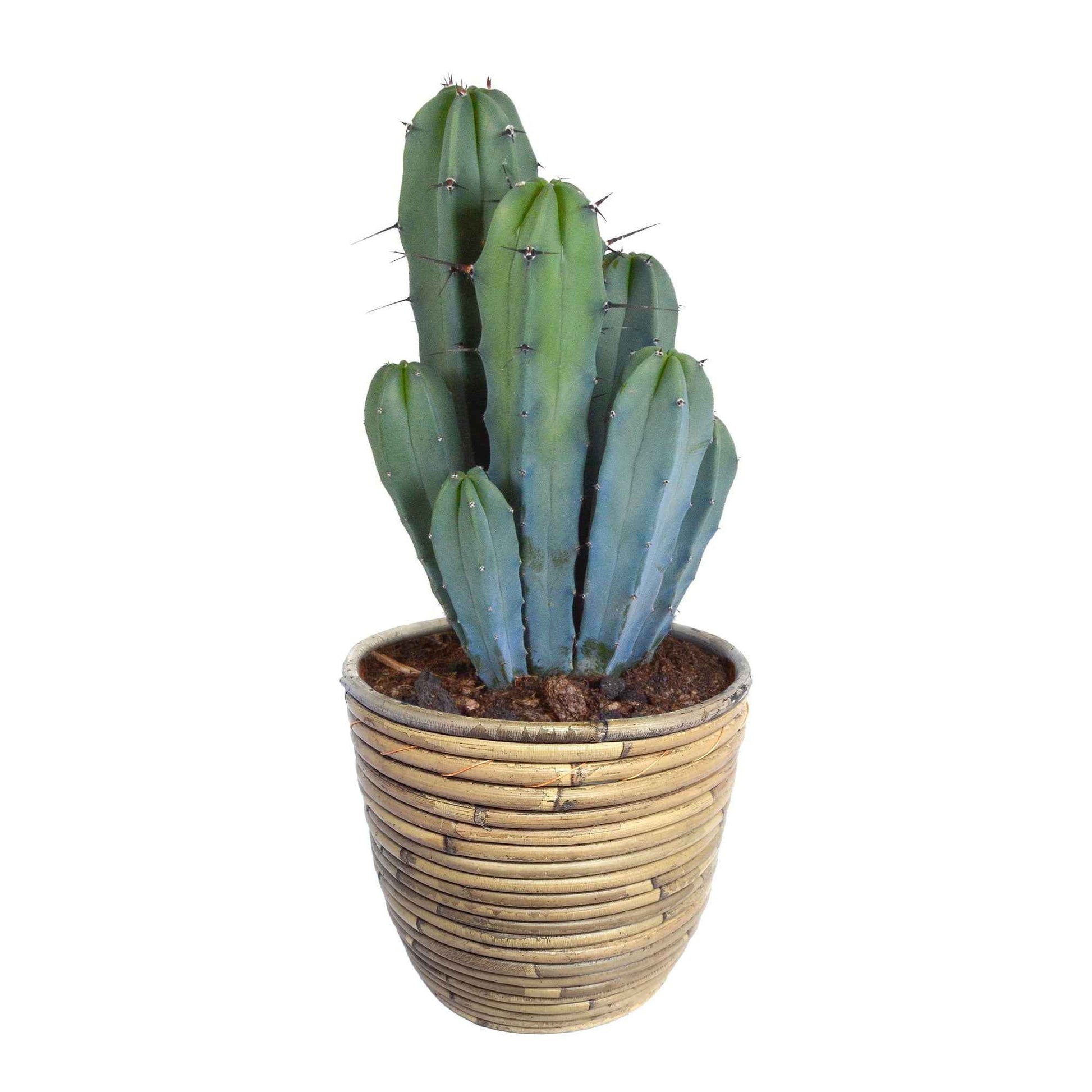 Zuilcactus Myrtillocactus geometrizans incl. sierpot - Alle makkelijke kamerplanten