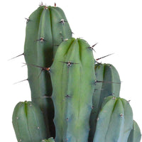Zuilcactus Myrtillocactus geometrizans incl. sierpot - Binnenplanten in sierpot