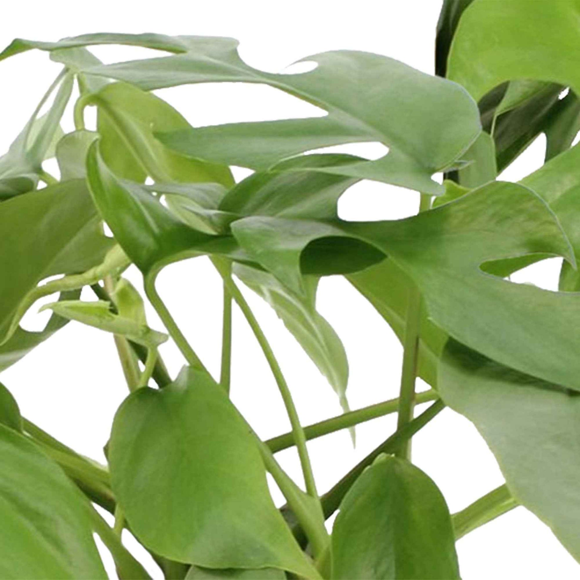 2x Gatenplant Monstera minima incl. sierpotten zwart - Groene kamerplanten