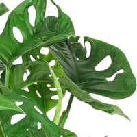 Gatenplant Monstera Monkey Leaf incl. hangpot - Cadeau idee