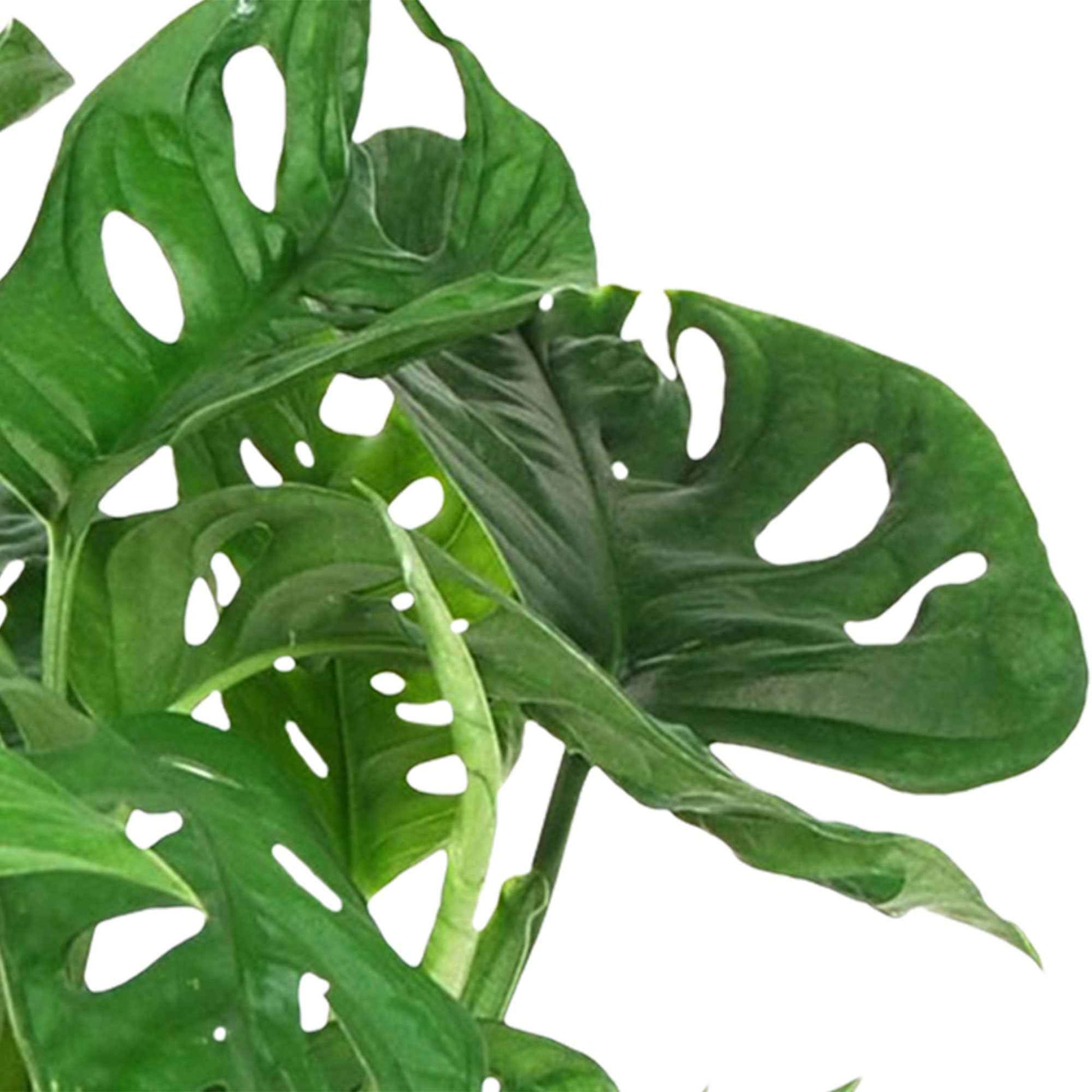 Gatenplant Monstera Monkey Leaf incl. bloempothanger en sierpot - Binnenplanten in sierpot