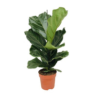 Vioolbladplant Ficus lyrata - Ficus