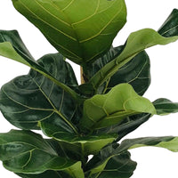 Vioolbladplant Ficus lyrata XL - Grote kamerplanten