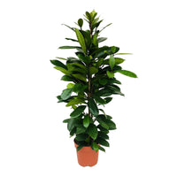 Afrikaanse vijgenboom Ficus cyathistipula XL - Groene kamerplanten