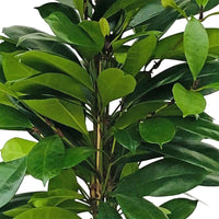 Afrikaanse vijgenboom Ficus cyathistipula XL - Grote kamerplanten