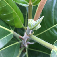 Wurgvijg Ficus benghalensis Roy - Huiskamerplanten
