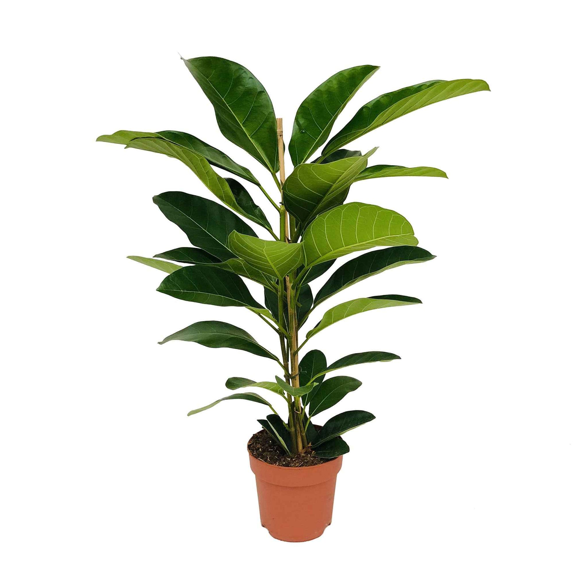 Wurgvijg Ficus benghalensis Roy - Groene kamerplanten