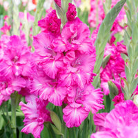 Gladiool Gladiolus - Mix Ruffled Wedding Geel-Paars - Bijvriendelijke bloembollen