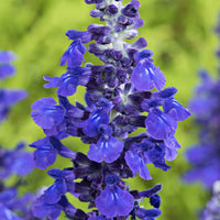 Salie Salvia Misty blauw - Borderplanten