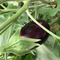 Aubergine Solanum Violetta Lunga 10 m² - Groentezaden - Zaden