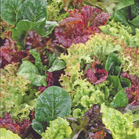 Kropsla Lactuca - Mix 10 m² - Groentezaden - Biologische groente